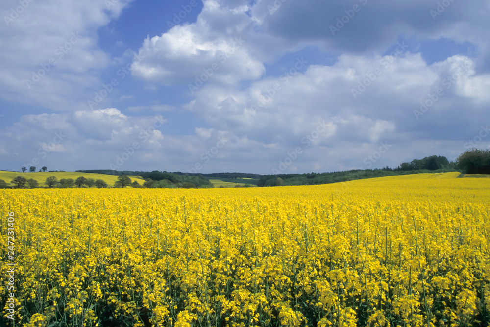 View of landscape with a blooming canola field (Brassica napus) in East Holstein with the Baltic Sea, Northern Germany, Schleswig-Holstein, Germany, Europe