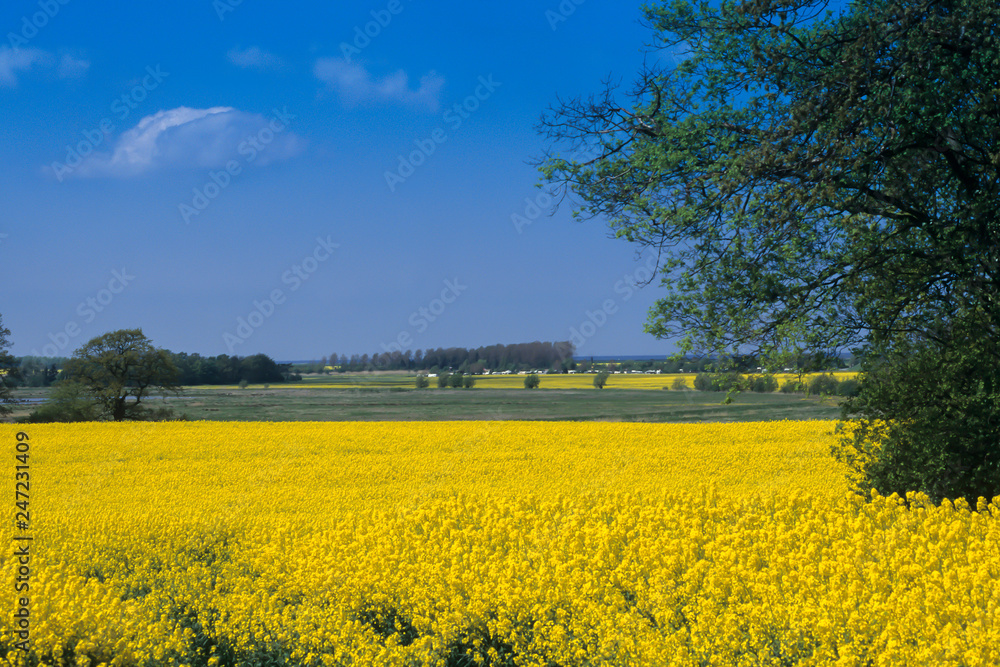 View of landscape with a blooming canola field (Brassica napus) in East Holstein with the Baltic Sea, Northern Germany, Schleswig-Holstein, Germany, Europe