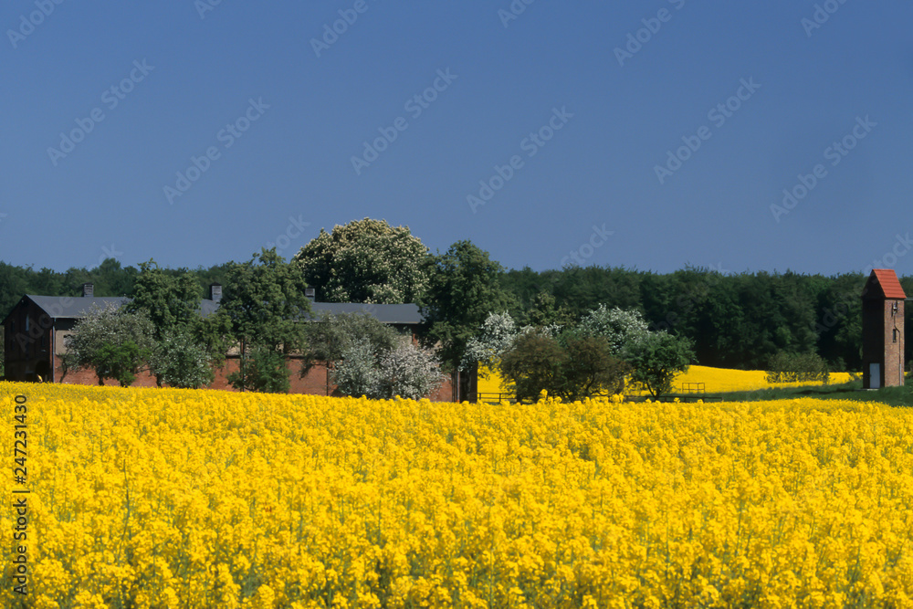 View of landscape with a blooming canola field (Brassica napus) in East Holstein with the Baltic Sea, Northern Germany, Schleswig-Holstein, Germany, Europe