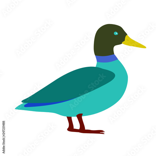 Duck