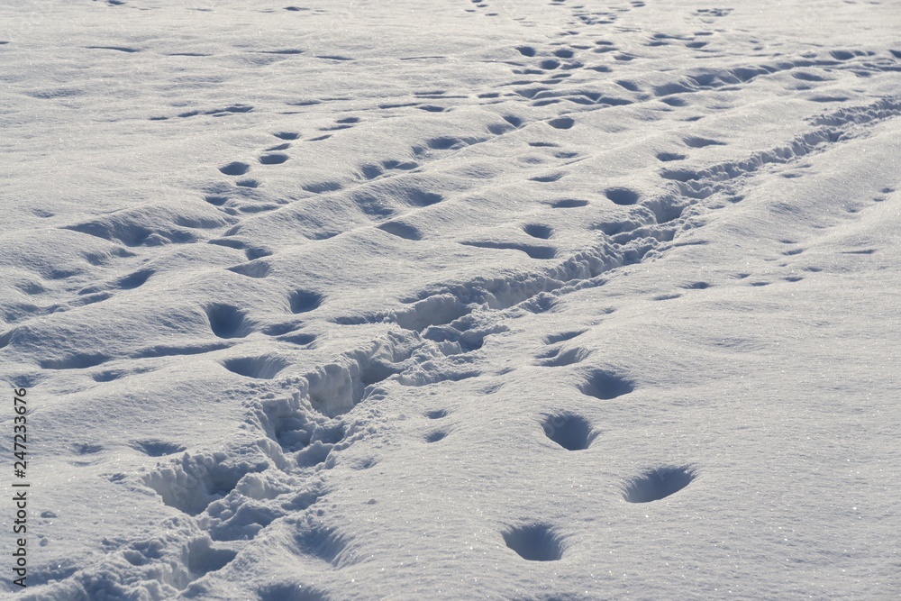 Naklejka premium Dog footprints in the snow. Slovakia