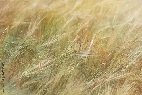 Rye field on a sunny day. Ear of rye close-up. Beautiful rural landscape. The concept of a rich harvest. Selective focus  close-up  copy space.