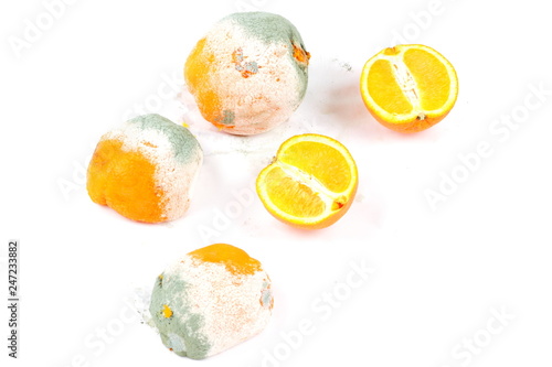 Fototapeta Naklejka Na Ścianę i Meble -  Rotting oranges on a white background. Oranges fruits with mold isolated. Spoiled and fresh citrus. Expired fruits. Unhealthy food