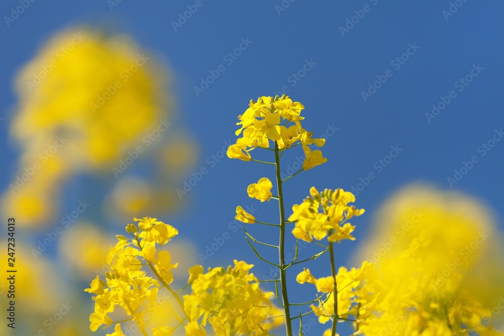 rapeseed canola or colza field in latin Brassica Napus rapeseed canola or colza field in latin Brassica Napus