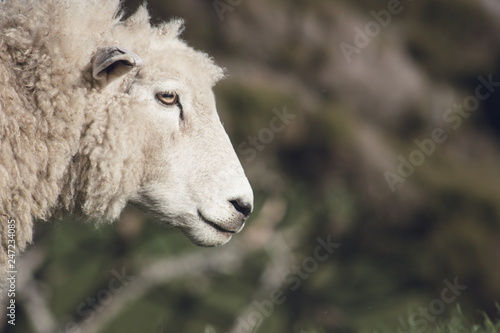 Close up head shot of a sheep with copy space