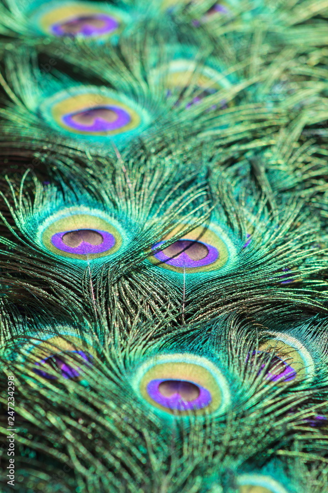 Fototapeta premium Close up background image of beautiful peacock feathers, portrait.