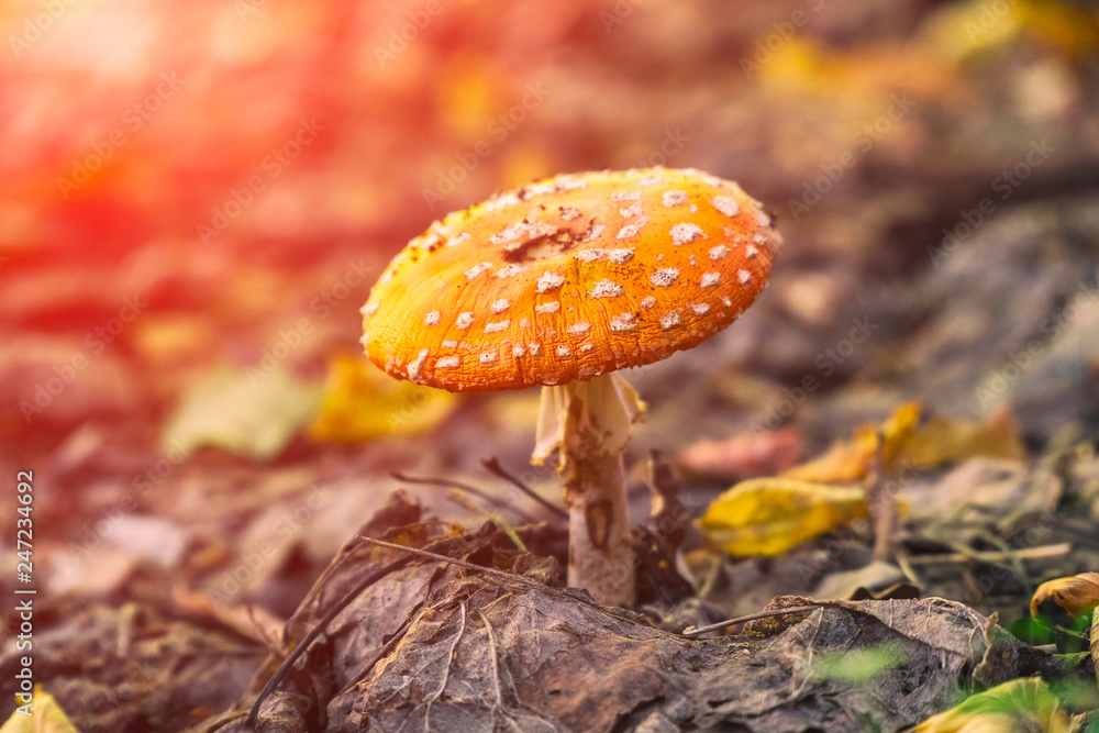 A small mushroom fly agaric in the sunlight in the forestAmanita muscaria. A small mushroom fly agaric in the sunlight in the forestAmanita muscaria.
