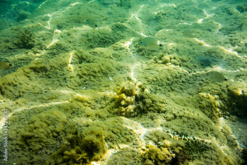 Underwater texture and fauna in Ionian sea  Zakynthos  Greece