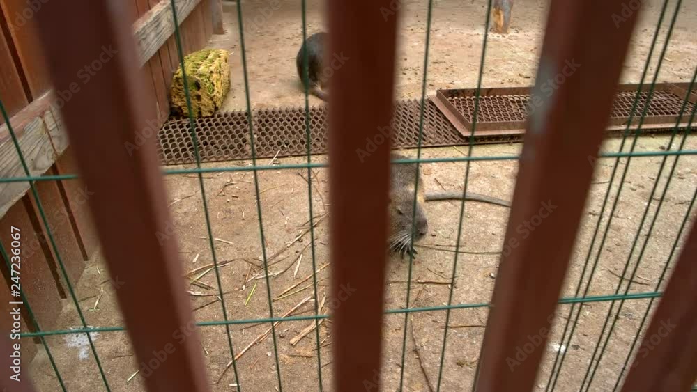 Two cute beavers at breeding farm. Rodent with valuable fur. Cultivation of nutria at farm. Two cute beavers at breeding farm. Rodent with valuable fur. Cultivation of nutria at farm.