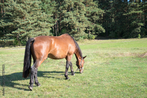 Beautiful,brown horse in green field in European summer morning. The horse eats real, green, healthy grass. Great for natural, bio, eco, summer, nature, recreation concept