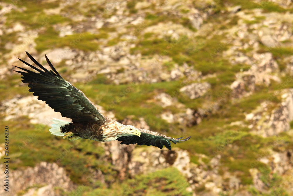 Obraz premium Eagle rocks and bushes 