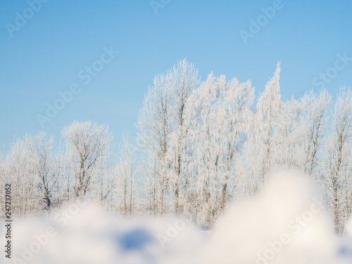 View to the frozen birch tree during winter time and sunny day.