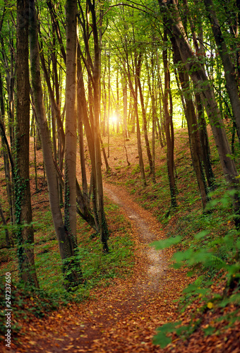 Fototapeta Naklejka Na Ścianę i Meble -  Colorful trail path in green deciduous forest in sunlight at sunset, woods landscape