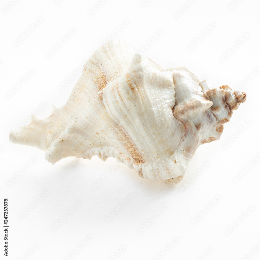 Naklejka premium dSea shells on a white background