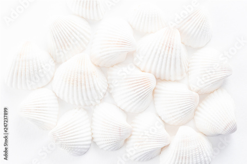 Sea Shells background 