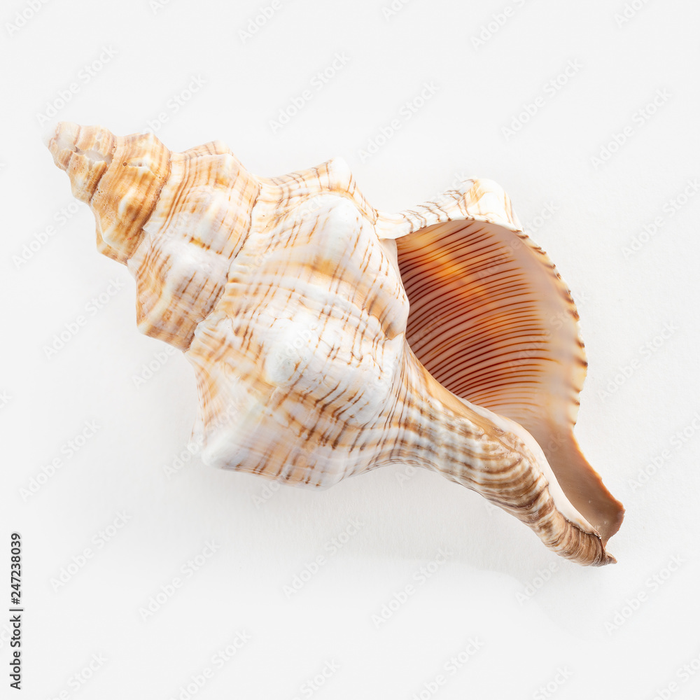 dSea shells on a white background dSea shells on a white background