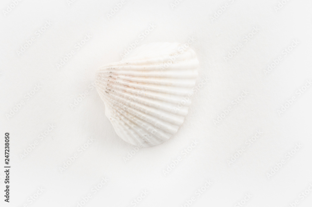 dSea shells on a white background dSea shells on a white background