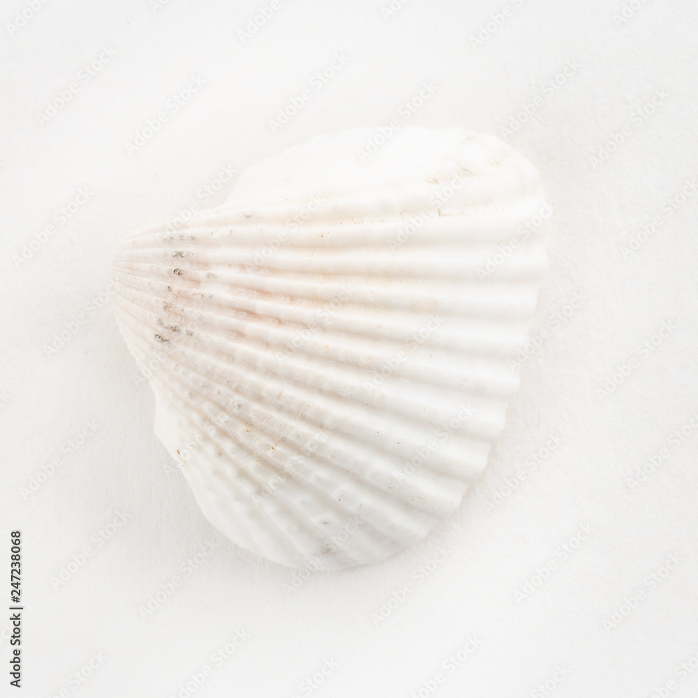 dSea shells on a white background dSea shells on a white background