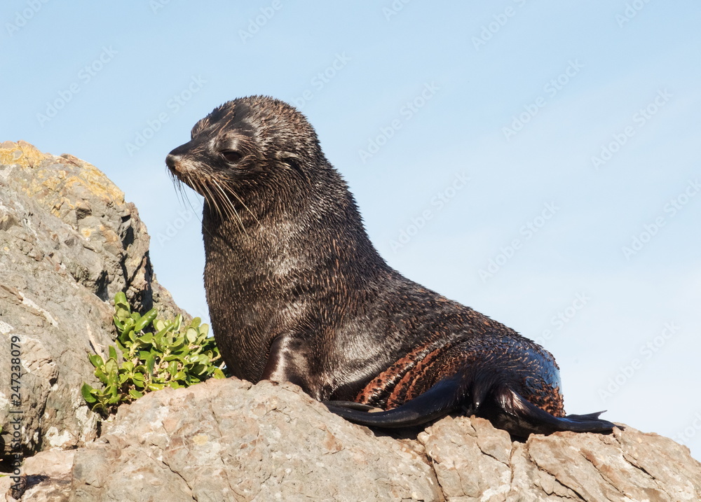 Fototapeta premium A New Zealand fur seal, southern fur seal or long-nosed fur seal Arctocephalus forsteri, basking in the sun on a rock at Cape Palliser.