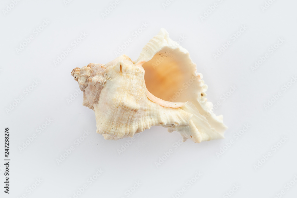 dSea shells on a white background dSea shells on a white background