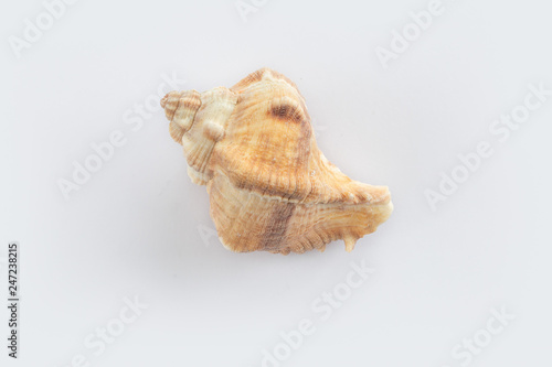 dSea shells on a white background