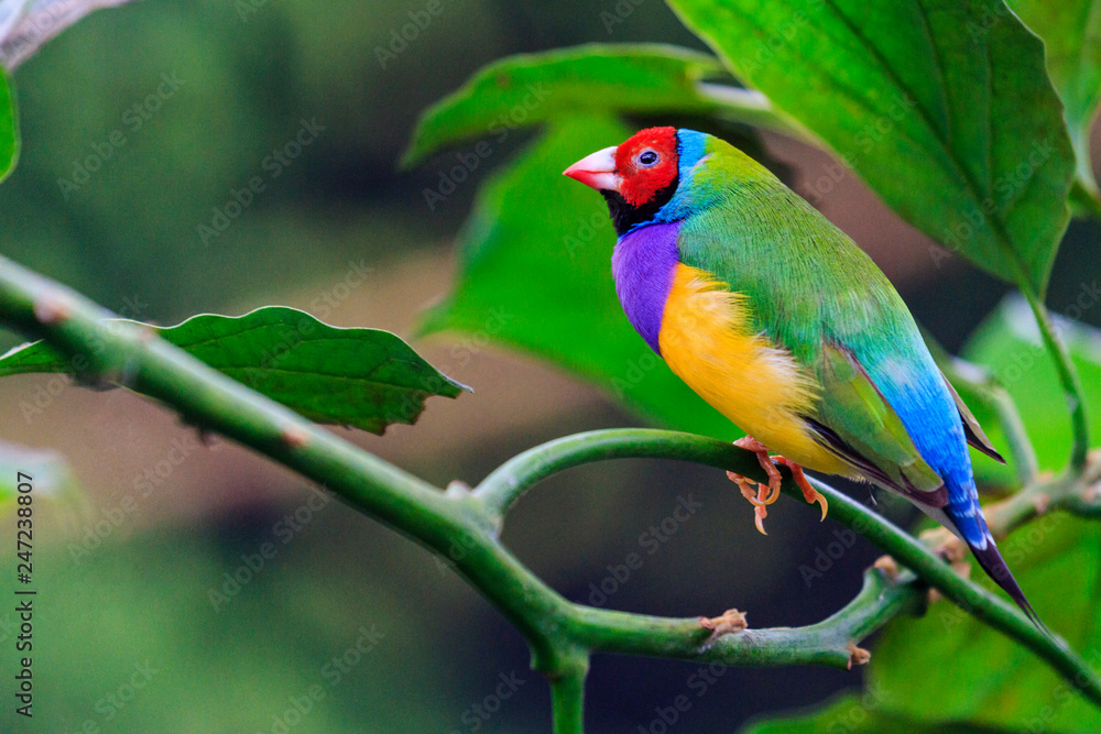 bright bird sits among green leaves