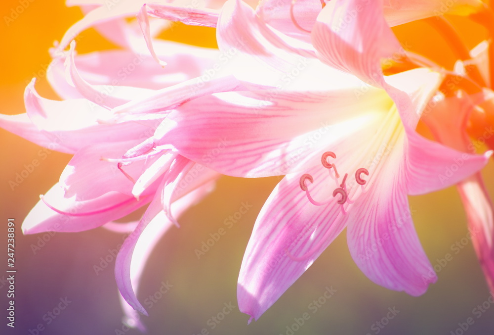 Close up image of a Naked Lady Lily (Amaryllis Belladonna)
