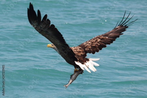 Sea eagle with fish in the claws  photo