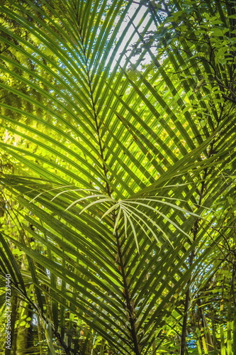 Full frame view of palm tree foliage from underneath.
