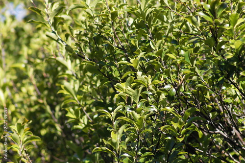 Wallpaper Mural Closeup image of Black Matipo or Kohuhu leaves (Pittosporum tenuifolium) Torontodigital.ca