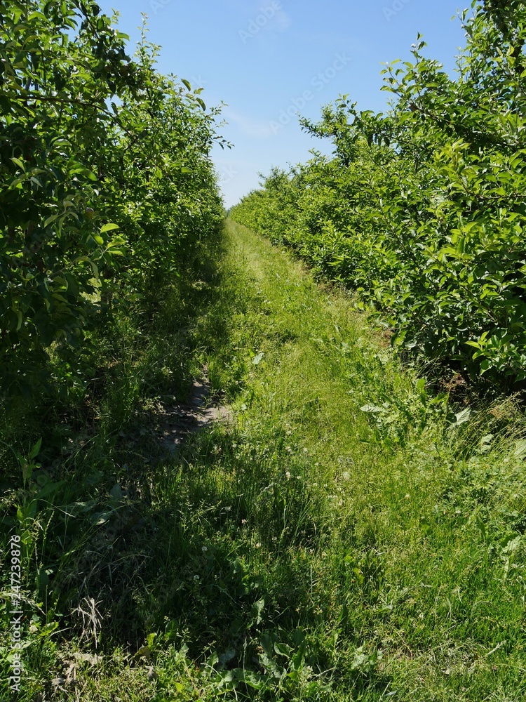 Apple trees in a row, in an apple-tree plantation. picture taken in the sunshine. The fruits are not ripe yet. weeds on the path Apple trees in a row, in an apple-tree plantation. picture taken in the sunshine. The fruits are not ripe yet. weeds on the path