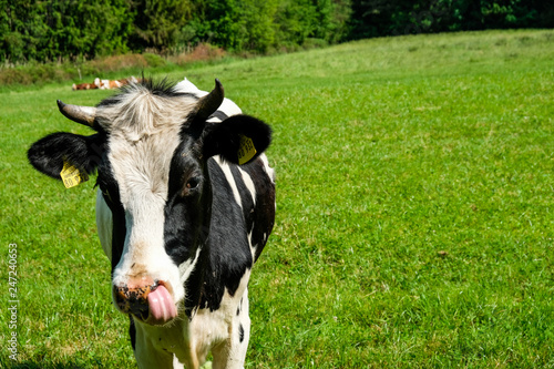 Funny Face Cow, Bavaria, Germany