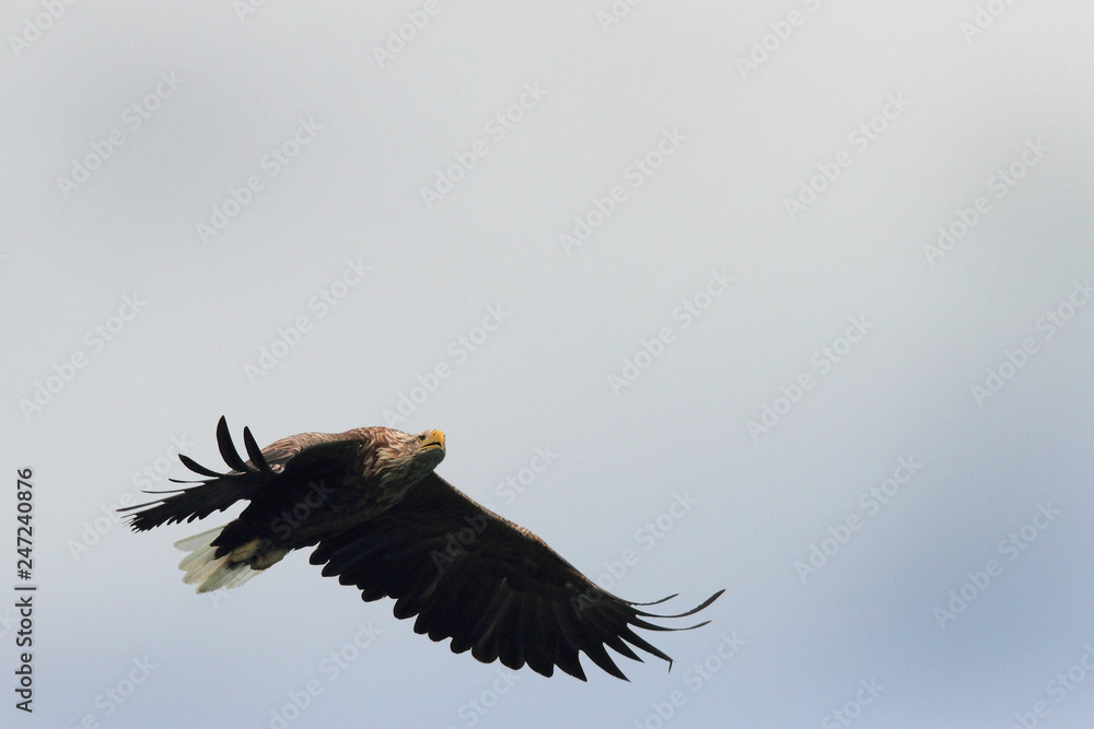 Fototapeta premium Searching for the food above Lofoten 