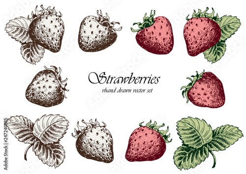 Set of strawberries with leaves. Hand drawn vector illustration. Isolated elements for design.