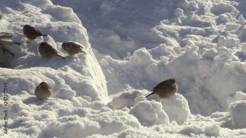 Sparrows in the fir forest