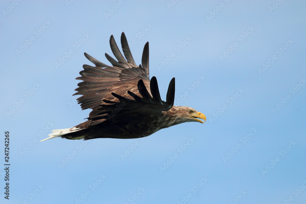 Obraz premium Lofoten's eagle screaming 