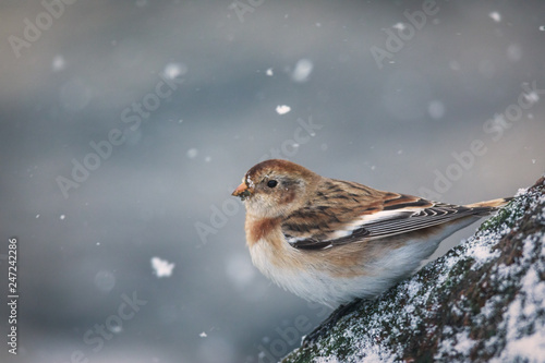 Snow bunting in snow fall photo