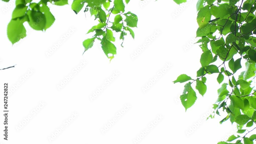 Green leaves on white background Green leaves on white background