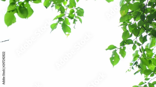 Green leaves on white background
