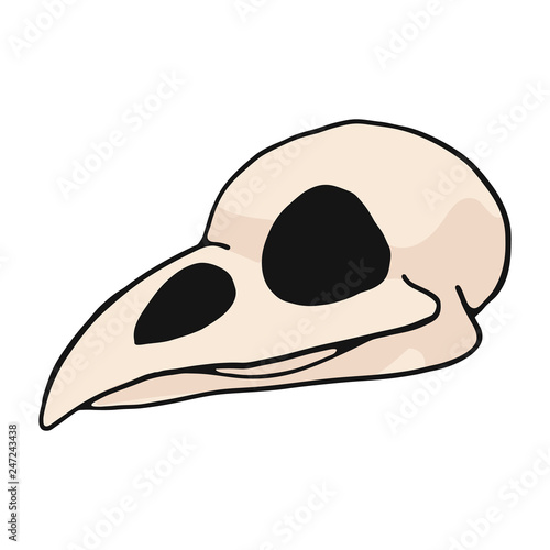 Bird skull cartoon vector illustration motif set. Hand drawn isolated avian bone elements clipart for nature blog, natural history bone skeleton graphic, anatomy education web buttons.