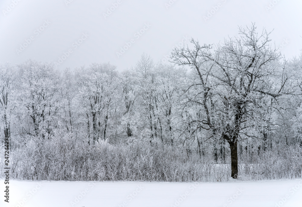Winter landscape, snow-covered trees against snow clouds Winter landscape, snow-covered trees against snow clouds