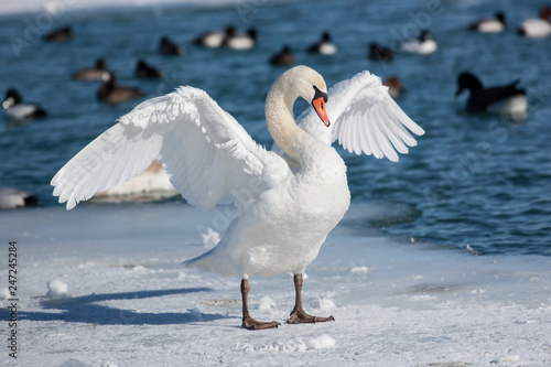 Mute Swan Standing on Ice with Wings Open