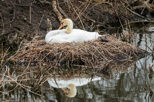 Mute Swan sitting on nest.