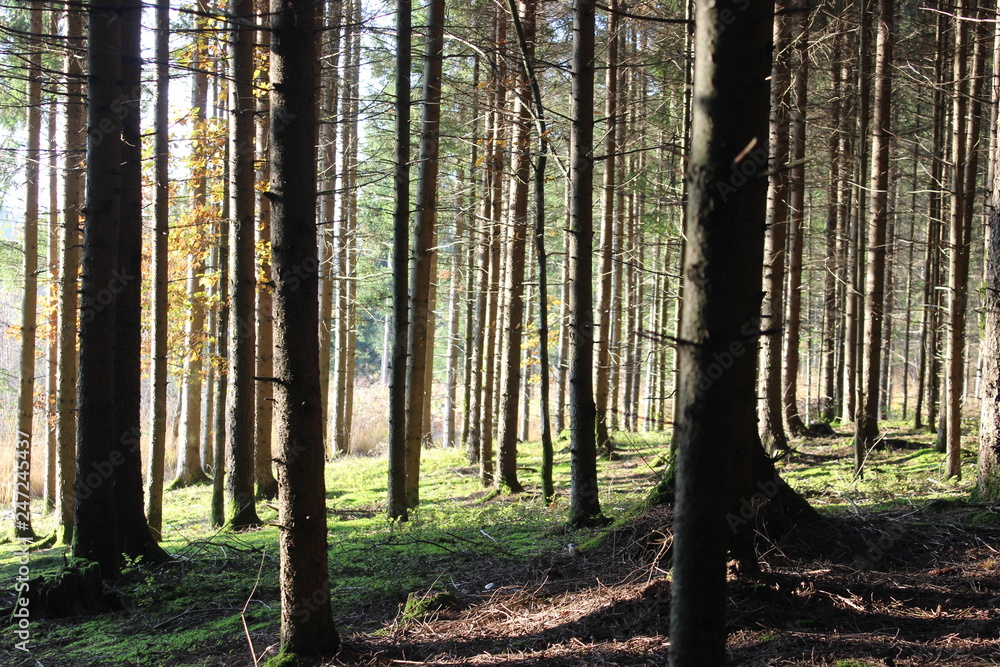 Obraz premium Forest