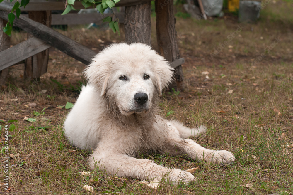Puppy of a white color of the Maremmano-Abruzzky sheep-dog