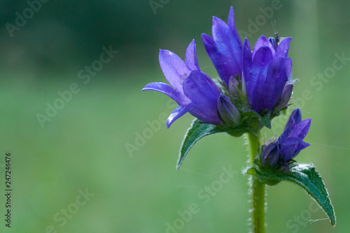 purple forest flower in the rays of the sun