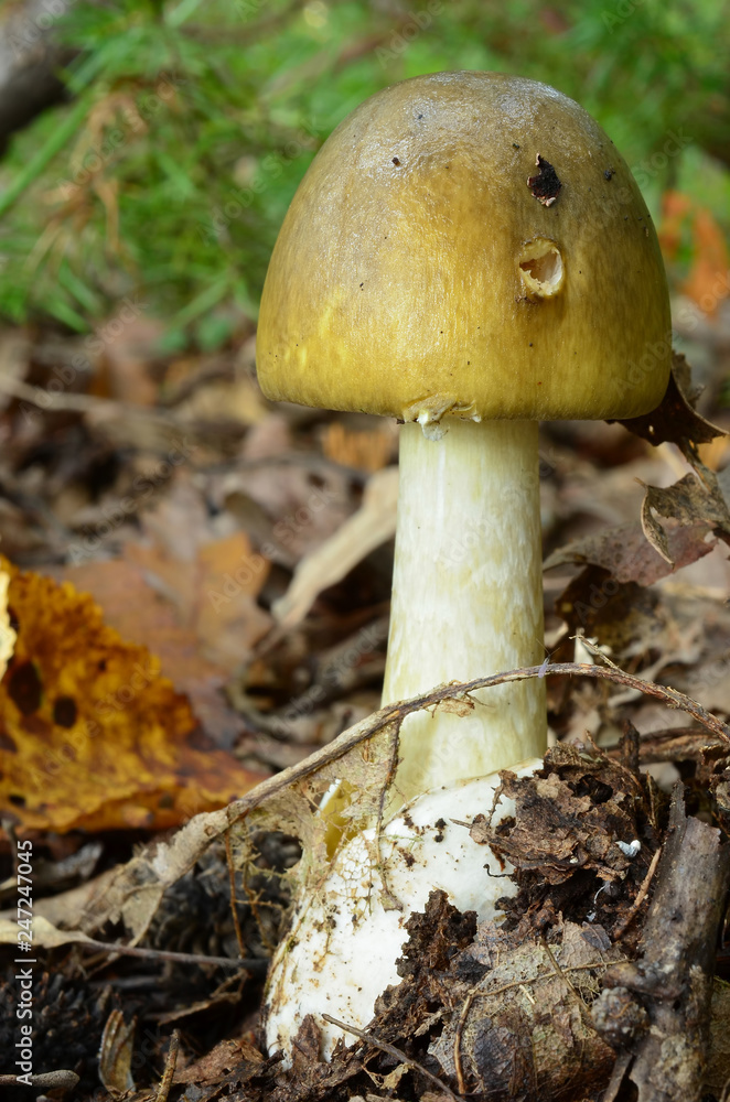 Young Amanita Phalloides in natural habitat Young Amanita Phalloides in natural habitat