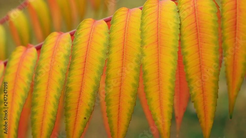 autumn nature close up leaves swaying in the wind in city autumn season photo