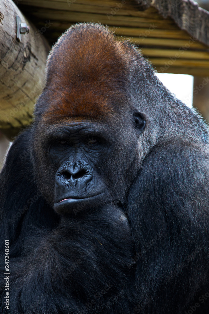 Gorilla at the Gladys Porter Zoo in Brownsville Texas Gorilla at the Gladys Porter Zoo in Brownsville Texas