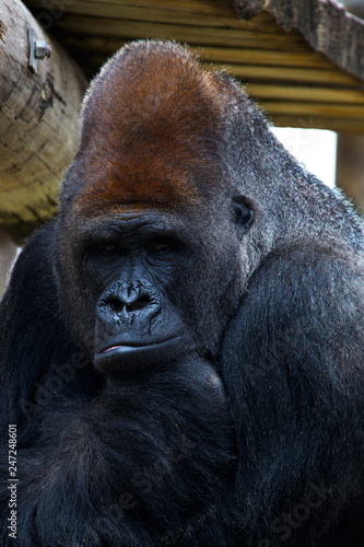 Gorilla at the Gladys Porter Zoo in Brownsville Texas